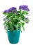 Isolated potted purpled garden heliotrope flower