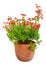 Isolated potted red erica