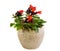 Isolated potted red lipstick plant