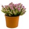 Isolated potted winter-flowering heather plant