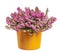 Isolated potted winter-flowering heather plant