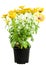 Isolated potted yellow Osteospermum flower