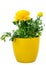 Isolated potted yellow Ranunculus flower