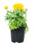 Isolated potted yellow Ranunculus flower