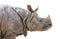 Isolated Profile of a Rhinoceros