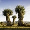 Isolated and pruned trees in Segovia and Madrid