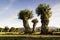 Isolated and pruned trees in Segovia and Madrid