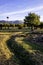 Isolated and pruned trees in Segovia and Madrid