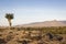 Isolated and pruned trees in Segovia and Madrid