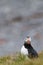 An isolated Puffin portrait in Iceland