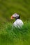 Isolated puffin on top of the hillside looking to the left, blurred background