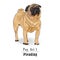 Isolated Pug dog with a pleading expression