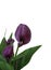 Isolated Purple Calla Lily