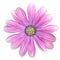 Isolated purple Cape Marguerite Daisy flower
