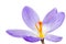 Isolated Purple Crocus Blossom