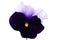 Isolated purple flower (pansy) with white background