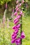 Isolated purple foxgloves growing on meadow