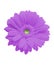 Isolated purple gerbera