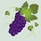 Isolated purple grapes