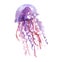 Isolated purple jellyfish watercolor illustration.