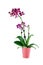 Isolated Purple Phalaenopsis Orchid Flower