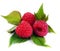 Isolated raspberries. Fresh raspberry with leaf i