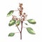 Isolated realistic eucalyptus leaves. Branches in bloom.