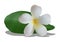 Isolated realistic frangipani flower with leaf