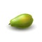 Isolated realistic green whole juicy papaya, pawpaw, paw paw with shadow on white background. Side view.