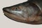 Isolated realistic hunchback salmon fish