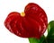 Isolated red anthurium flower blossom