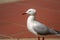 Isolated red billed sea gull, looking to left,