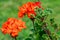 Isolated Red Flower in Garden With Blurred Background and Free Space for Text - Sunny Autumn Day