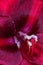 Isolated red glossy amaryllis center heart blossom macro