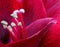 Isolated red glossy amaryllis center heart blossom macro