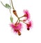 Isolated red pink flowers of Corymbia ptychocarpa or Swamp Bloodwood