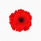 Isolated Red poppy icon. Symbol of world war in modern style. Vector for floral autumn design. Symbol of British remembrance day