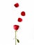 isolated red rose with delicate petals spread on pure white background, embodying timeless romance and elegant