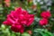 An isolated red rose in focus with multiple red roses in the background