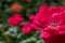 An isolated red rose in focus with multiple red roses in the background