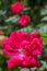 An isolated red rose in focus with multiple red roses in the background. Portrait shot