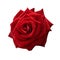 Isolated Red Rose to express LOVE in all kinds of ways.. White Isolated Background. No Shadows. With Clipping Path