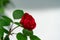 Isolated red rose with white blank text field