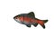 Isolated Red and Silver Barbus Fish