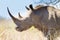 Isolated rhinoceros close up, South Africa