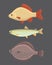 Isolated river fish. Set of freshwater sea cartoon fishes.
