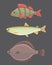 Isolated river fish. Set of freshwater sea cartoon fishes. Fauna ocean vector illustration