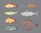 Isolated river fish. Set of freshwater sea cartoon fishes. Fauna ocean vector illustration