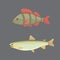 Isolated river fish. Set of freshwater sea cartoon fishes. Fauna ocean vector illustration