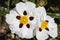 Isolated rockrose flower